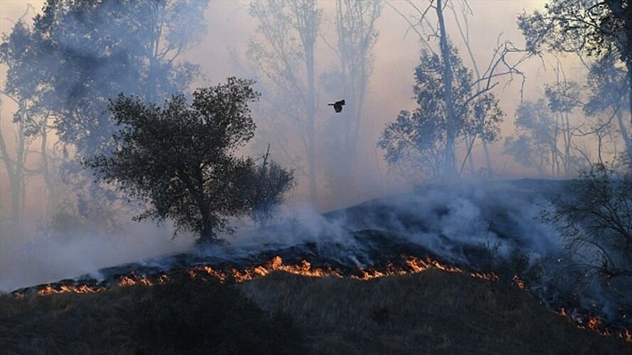 Cinco fallecidos por incendio en el norte de California. Foto: Getty Images