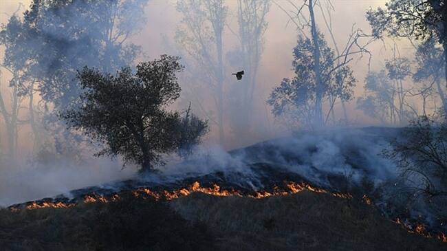 Cinco fallecidos por incendio en el norte de California. Foto: Getty Images