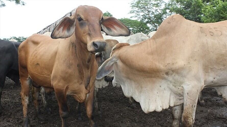 Minagricultura espera recuperar estatus de país libre de fiebre aftosa en agosto. Foto: Colprensa