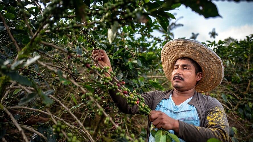 Cafeteros se niegan a la factura electrónica. Foto: Colprensa