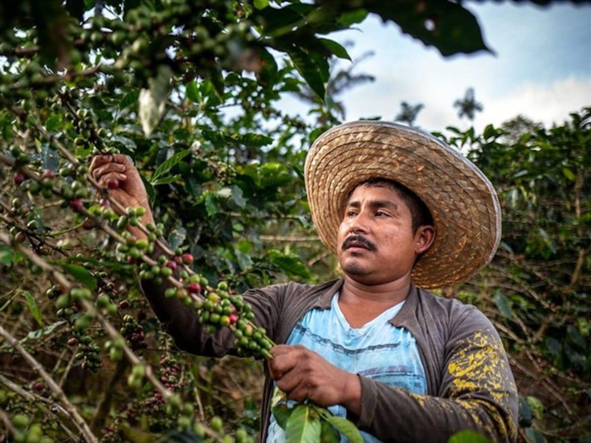 Cafeteros argumentaron porqué no podrían implementar la factura electrónica