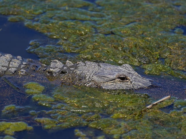 Imagen de referencia. (Photo by Jason Allen/ISI Photos/Getty Images).
