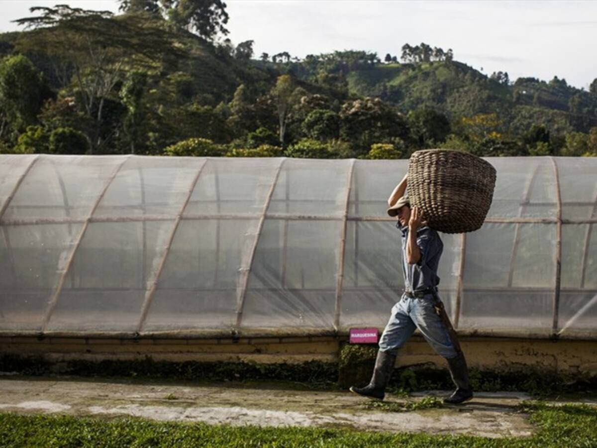 Agricultores dudan que decreto para beneficiar a pequeños productores se cumpla