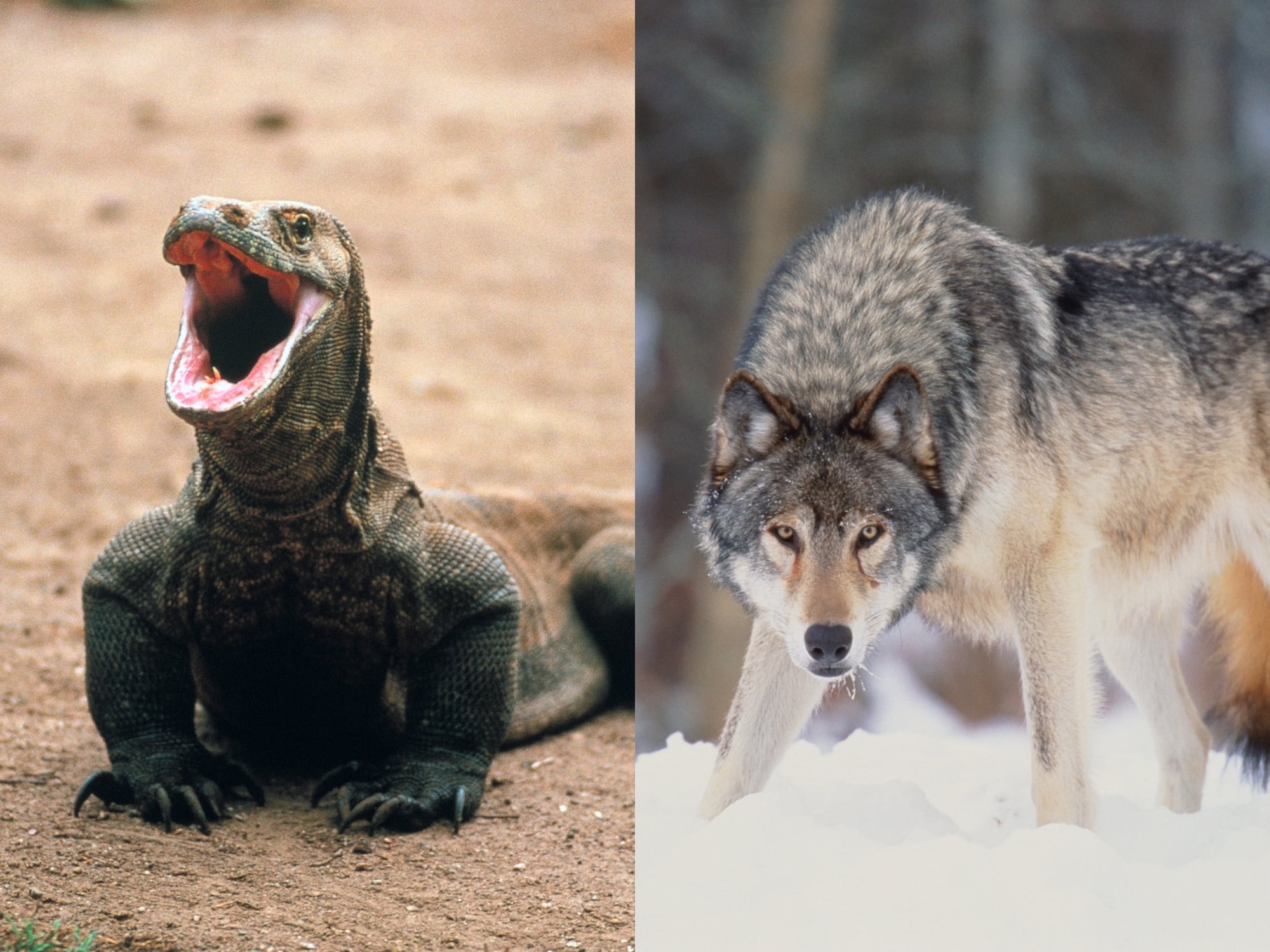 Dragón de Komodo y lobo gris, imágenes de referencia. Fotos: Getty Images.