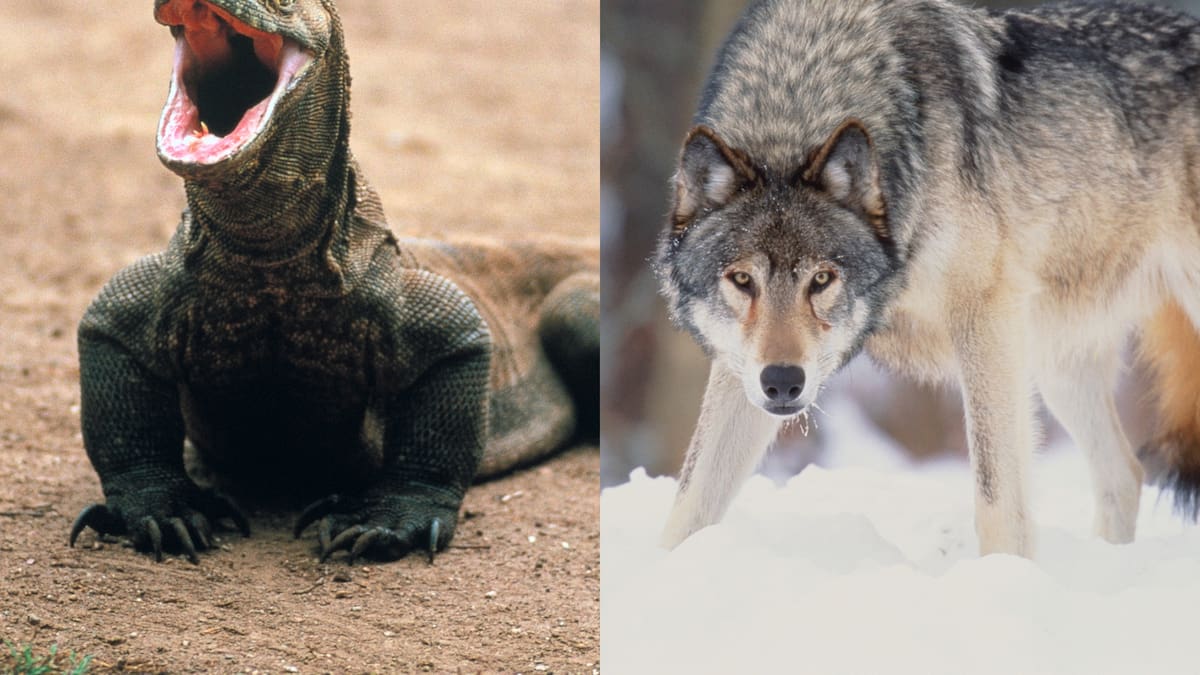 ¿La conoce? Esta es la razón por la que se dice que un animal es de sangre fría o sangre caliente