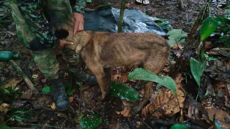 Video: ¿Apareció Wilson? Ejército encontró un perro parecido en Caquetá