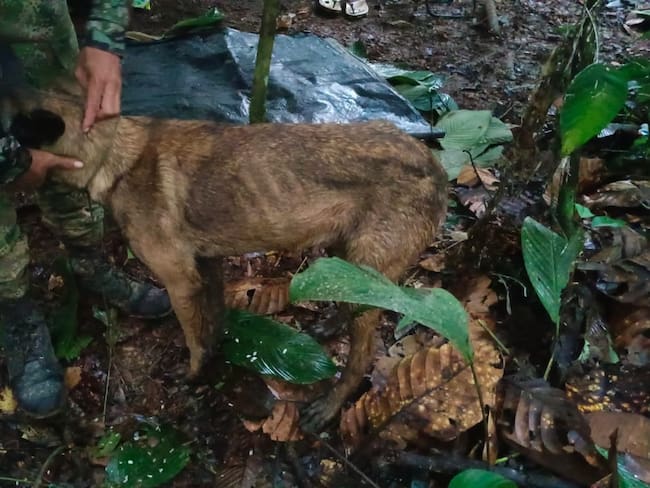 Video: ¿Apareció Wilson? Ejército encontró un perro parecido en Caquetá