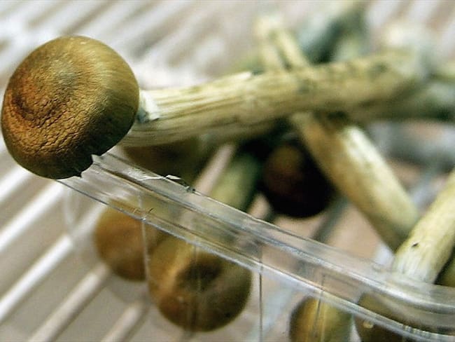 'Hongos mágicos' podrían reparar daños en el cerebro provocados por la depresión