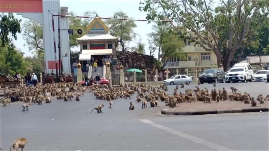 Monos en Tailandia pelean por comida a causa del coronavirus . Foto: Facebook: Sasaluk Rattanachai