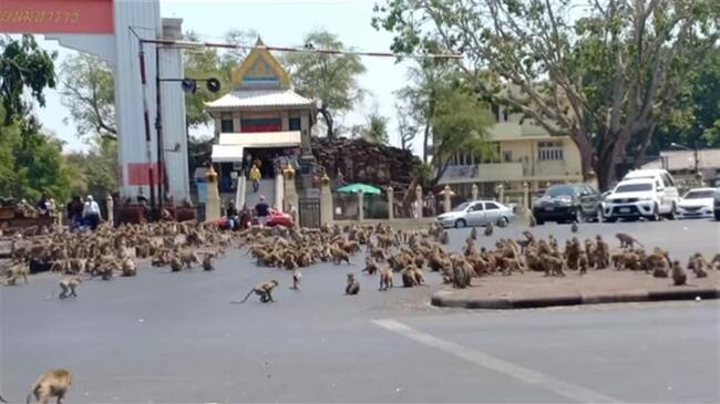 Monos en Tailandia pelean por comida a causa del coronavirus . Foto: Facebook: Sasaluk Rattanachai