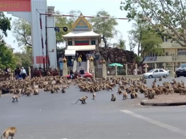 Monos en Tailandia pelean por comida a causa del coronavirus . Foto: Facebook: Sasaluk Rattanachai