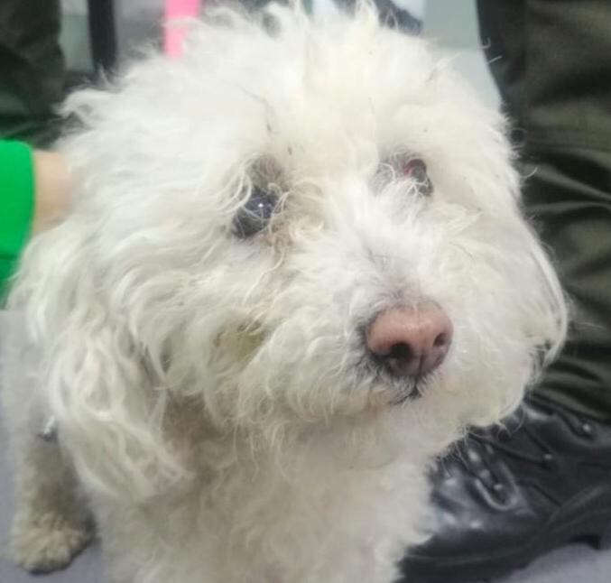 Perrita 'Nina': Foto: Fiscalía General de la Nación.