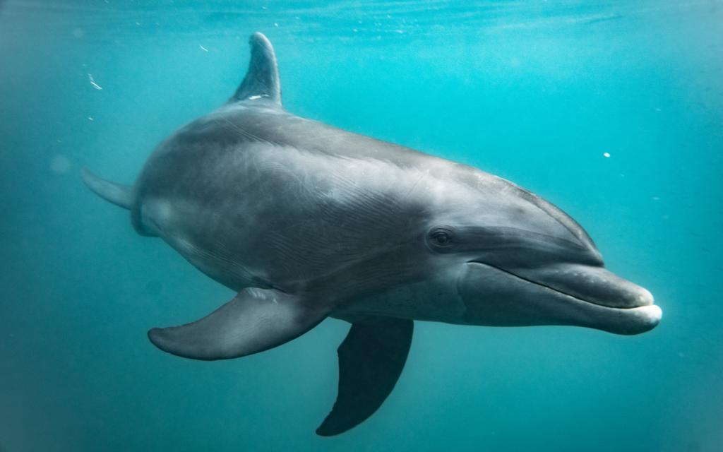 Delfin liberado/ Corpamag