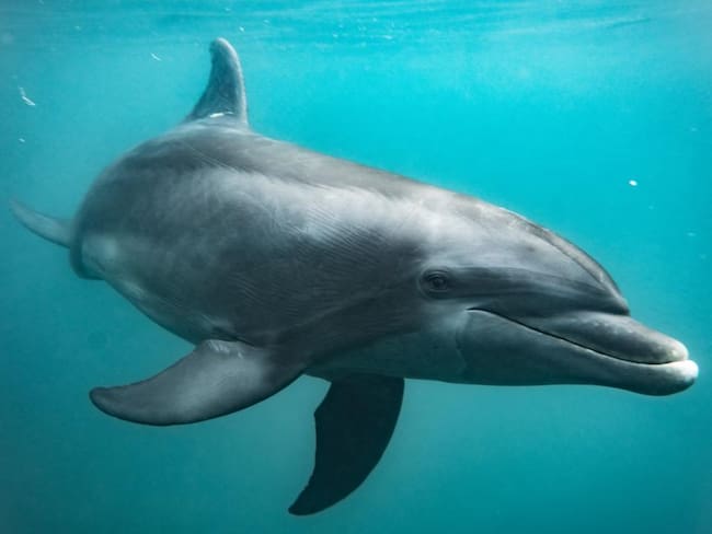Delfin liberado/ Corpamag