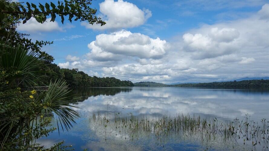 Aprueban moción para preservar el 80% de la cuenca del Amazonas de aquí a 2025. Foto: Getty Images