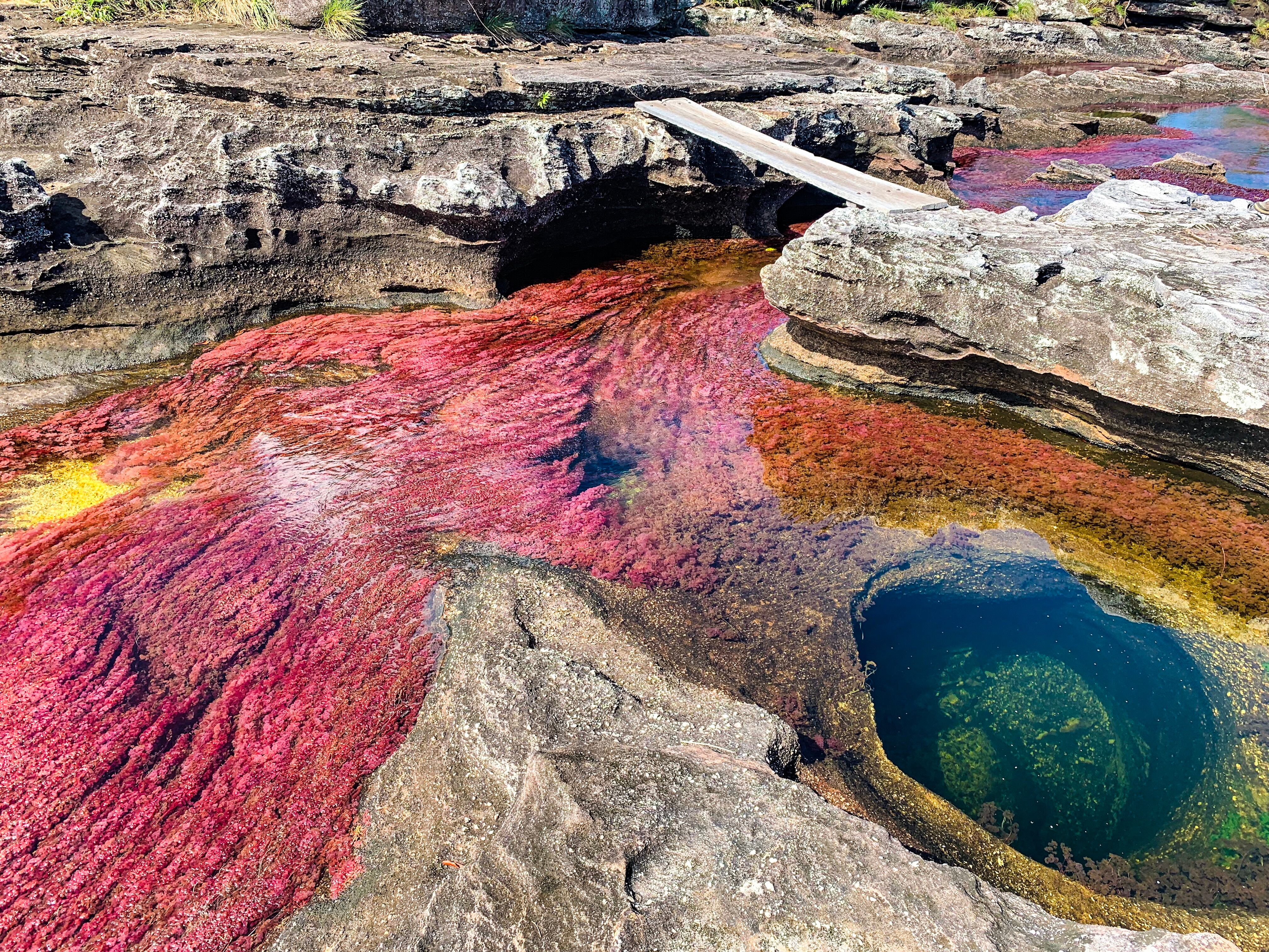 Caño Cristales. Foto: Kelly Cheng vía Getty Images.