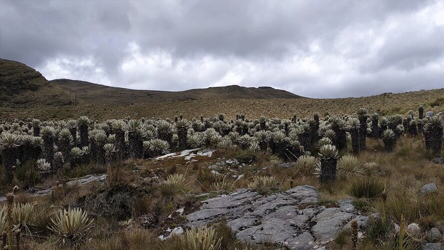 Archivo fotográfico Expedición Páramo Foto: Jhon Barros.