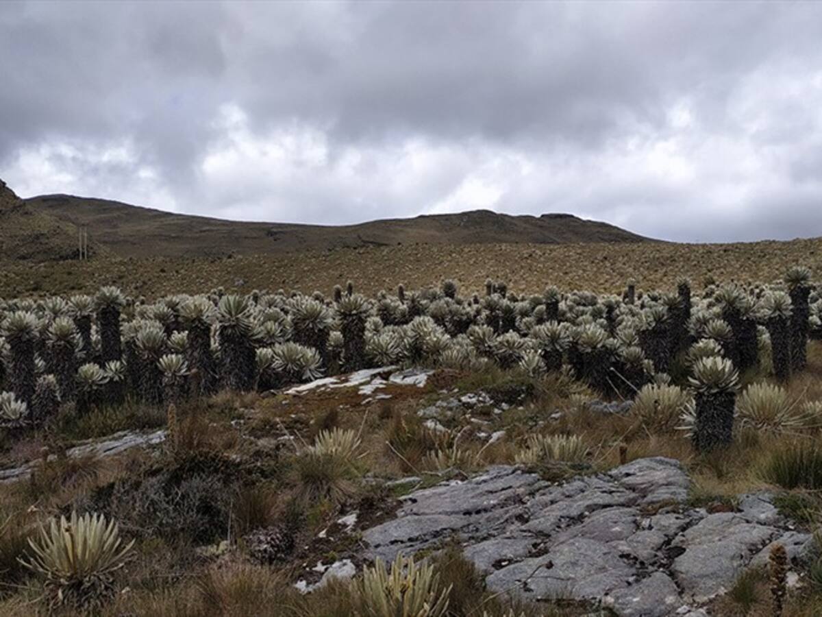 Expedición Páramo: un viaje a las reservas de agua más importantes del planeta