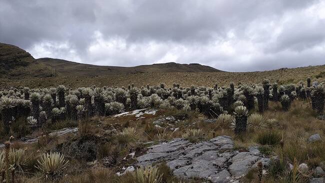 Archivo fotográfico Expedición Páramo Foto: Jhon Barros.