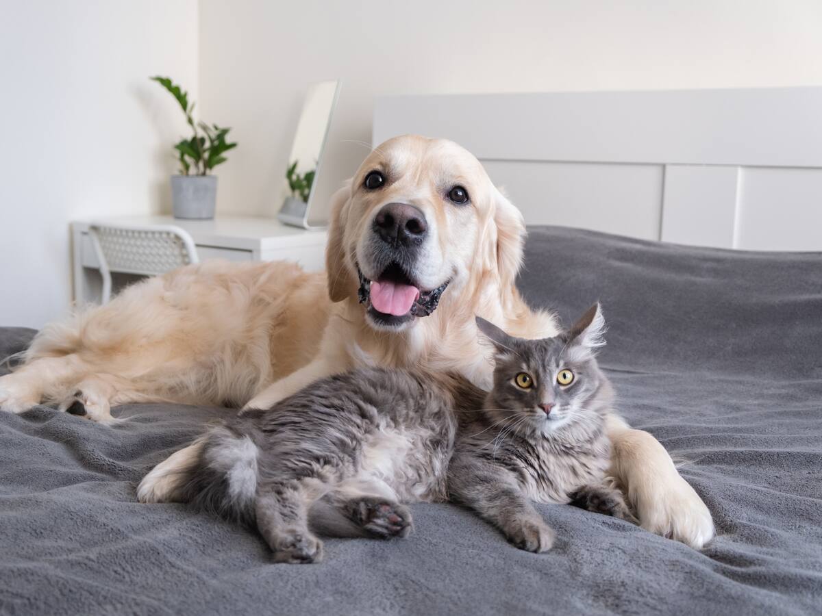 Estímulos físicos y mentales: ¿cómo evitar que su mascota se altere con la pólvora?