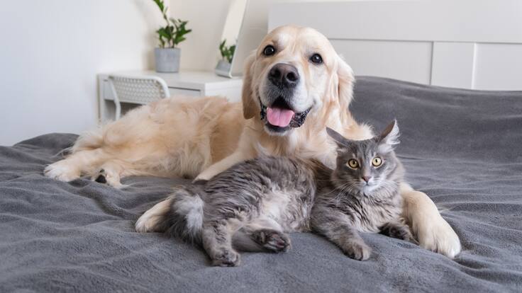 Estímulos físicos y mentales: ¿cómo evitar que su mascota se altere con la pólvora?