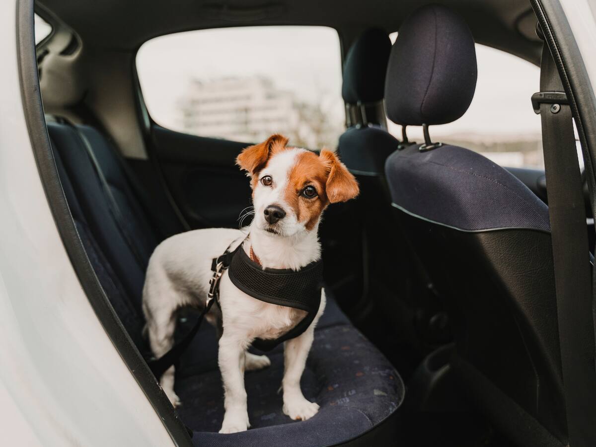 Uber Pet, una manera segura para transportarse con su mascota: precios y recomendaciones