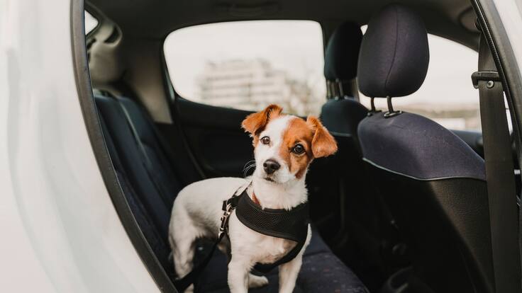 Uber Pets, una manera segura para transportarse con su mascota: precios y recomendaciones