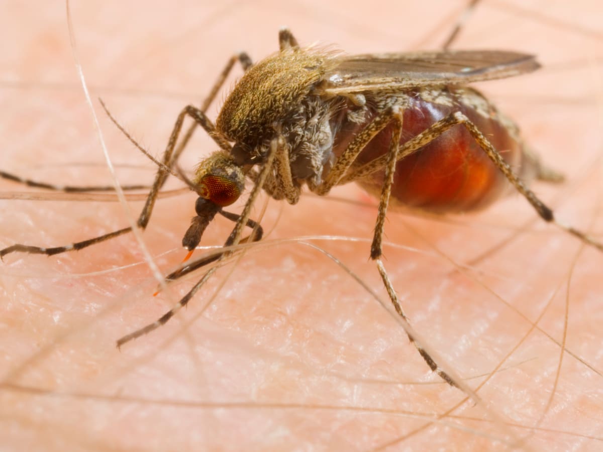 ¿Cuál es el único pais del mundo que no tiene mosquitos? Conozca esta curiosa condición