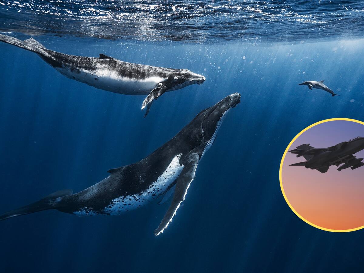 Estos son los 3 animales más ruidosos del mundo: Superan el sonido de un avión