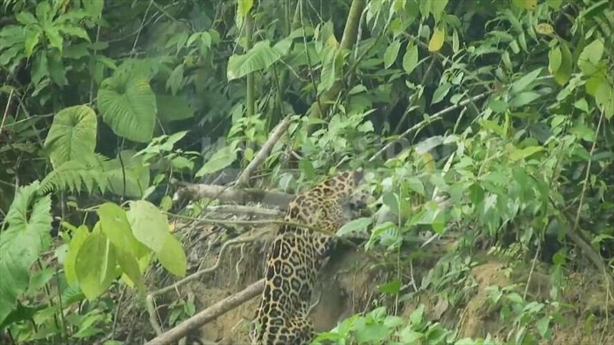 El avistamiento de un jaguar en un río chocoano. Foto: Captura de pantalla
