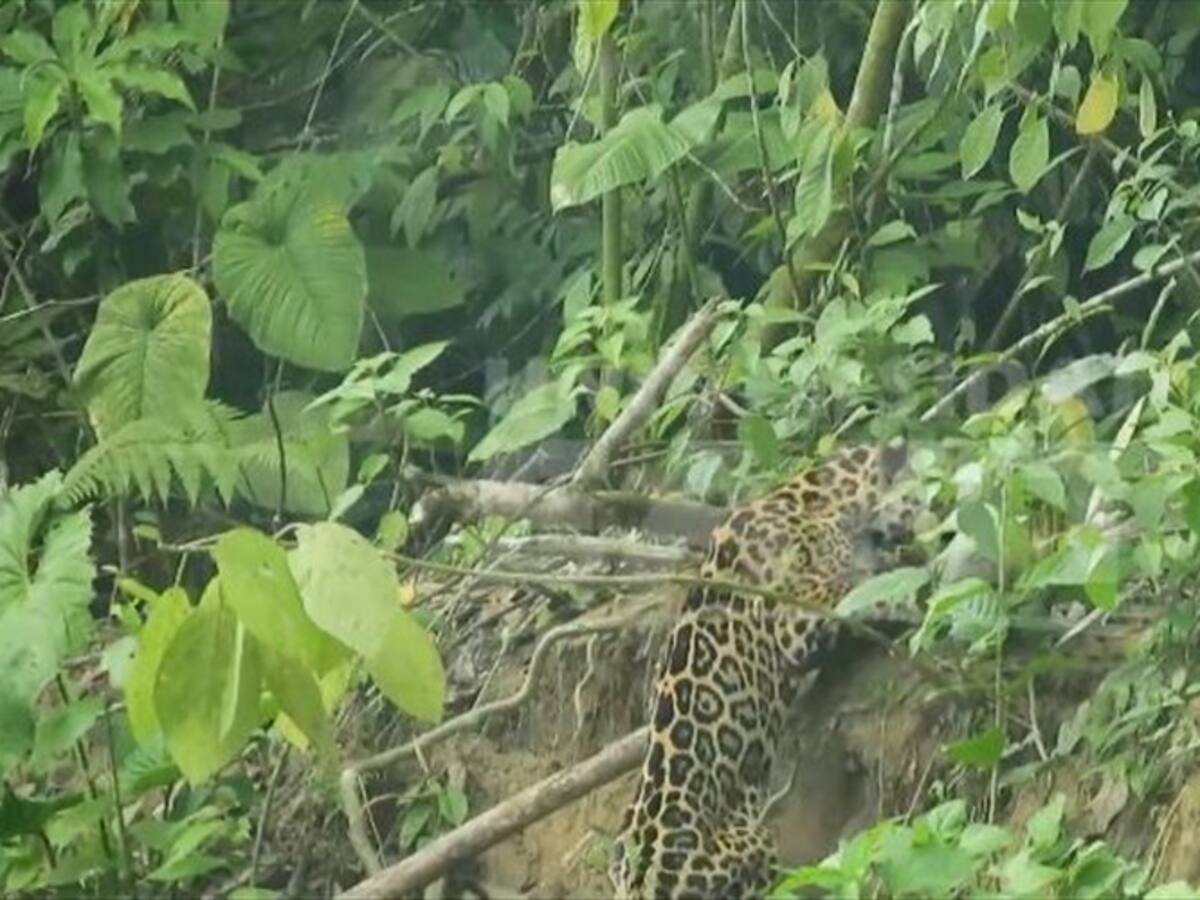 El avistamiento de un jaguar en un río chocoano