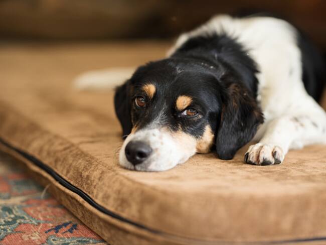 El perro que acompaña a su amo tras su muerte en la tragedia de Pereira. Foto: Getty