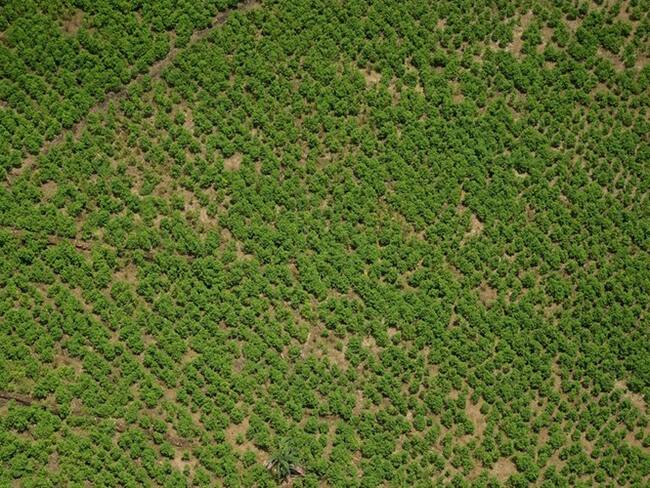 El proyecto que busca con drones y tecnología reactivar el agro en Colombia