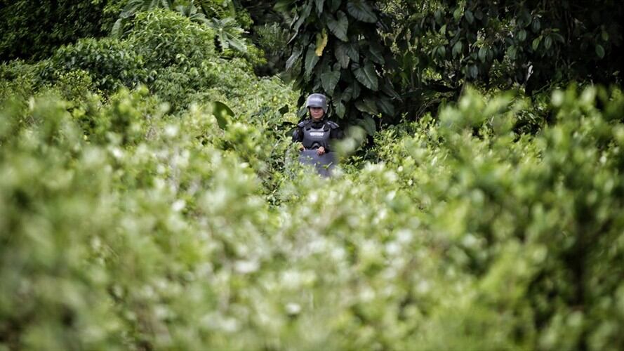 Erradicación de cultivos. Foto: Colprensa.