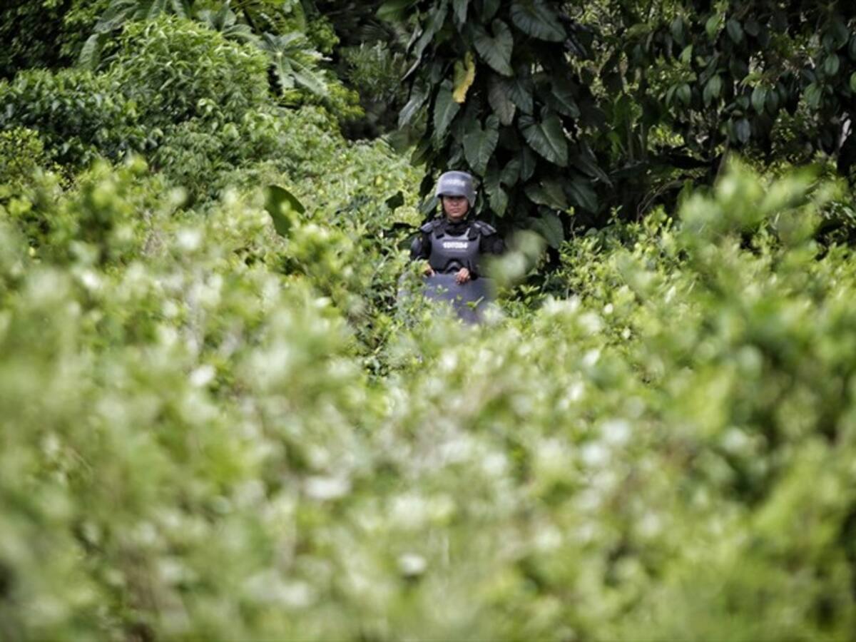 Director de la Policía anuncia suspensión de la erradicación forzada de cultivos