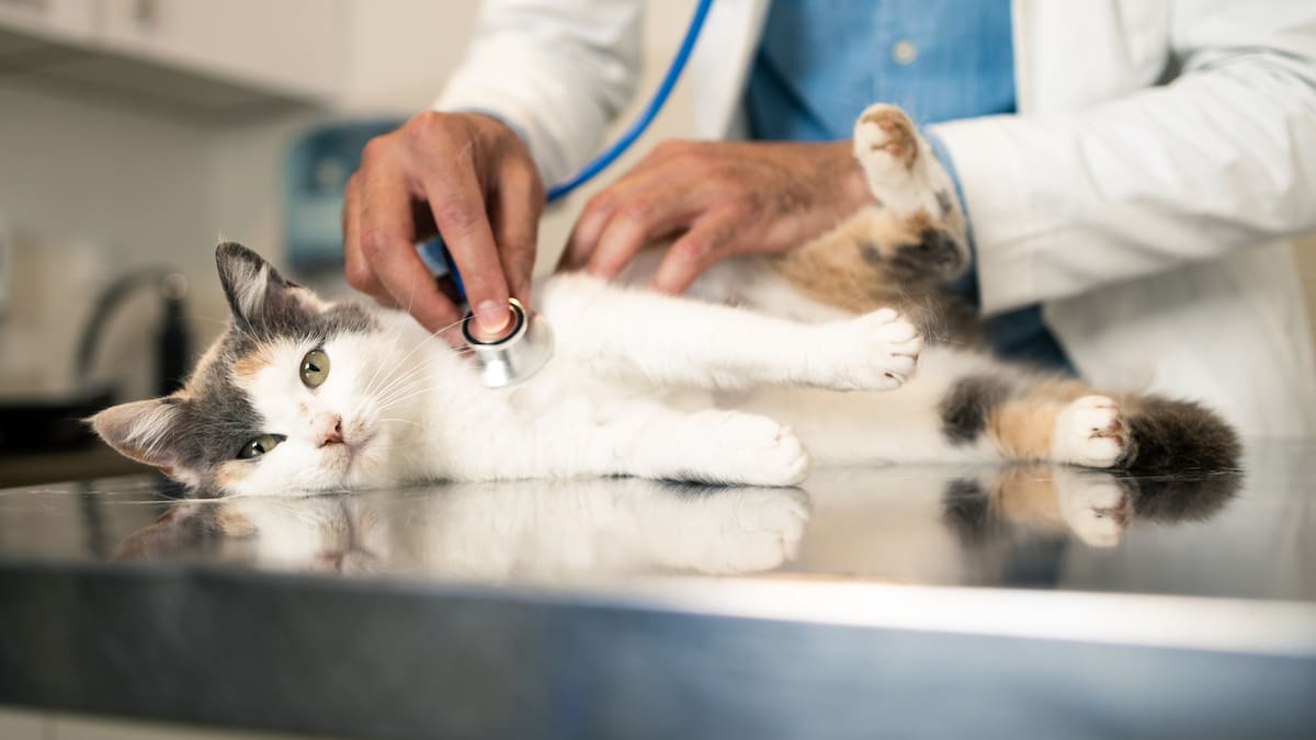Estas son las clínicas veterinarias y guarderías que se encuentran en Kennedy, Bogotá