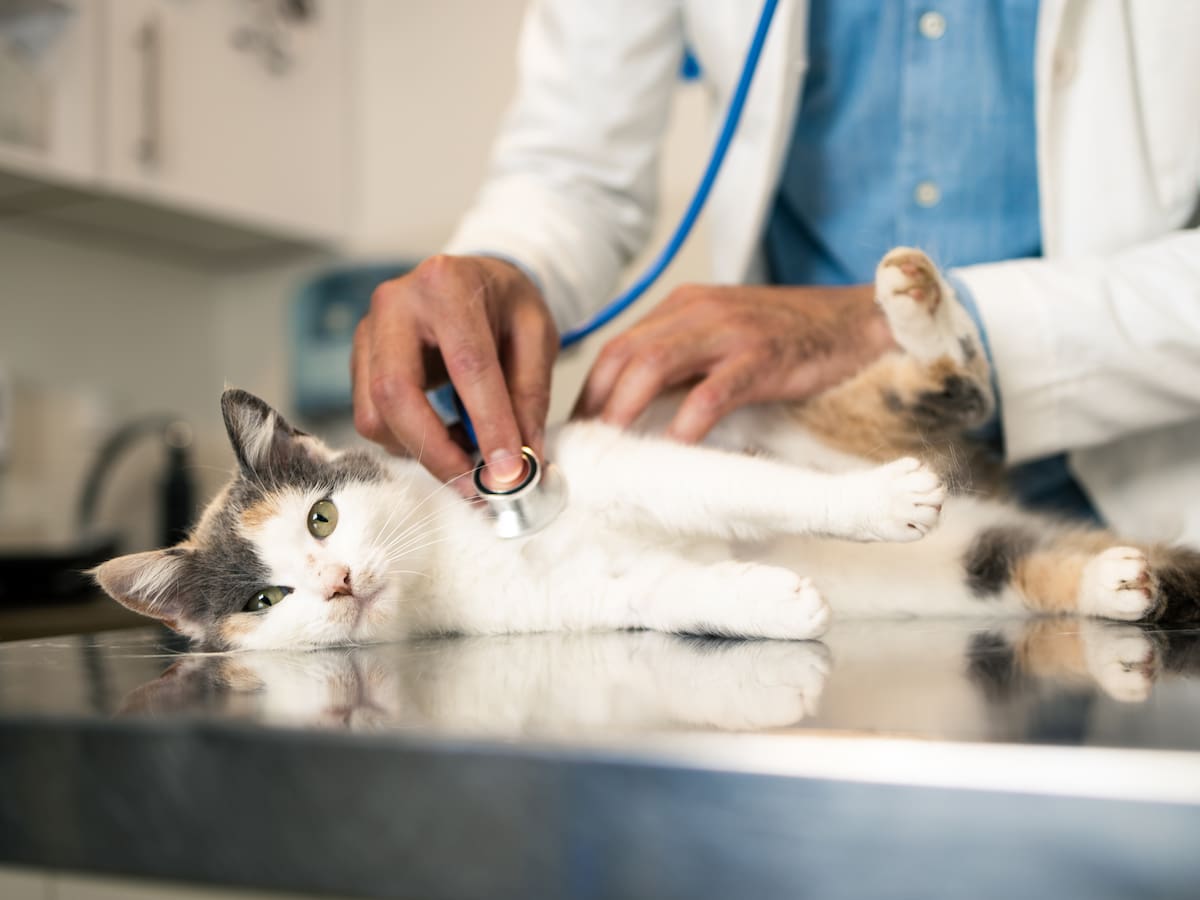Estas son las clínicas veterinarias y guarderías que se encuentran en Kennedy, Bogotá
