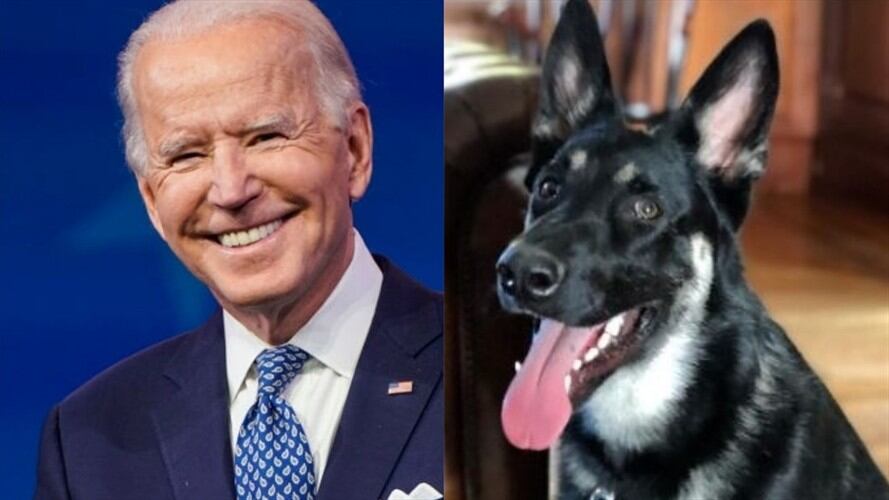 Major, la mascota de la familia Biden, tendrá su propia bienvenida a la Casa Blanca. Foto: Getty Images