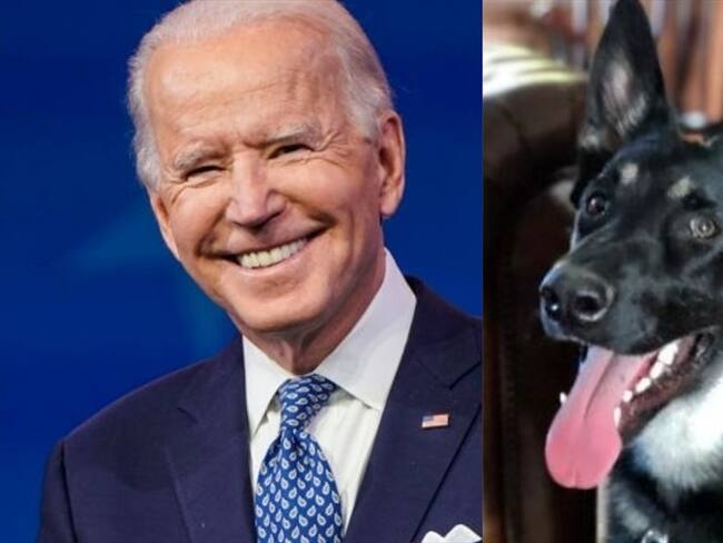 Major, la mascota de la familia Biden, tendrá su propia bienvenida a la Casa Blanca. Foto: Getty Images