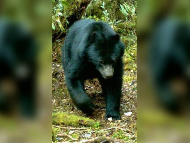 Zoológico de Barranquilla rechaza traslado del oso de anteojos proveniente de Manizales. Foto: Colprensa