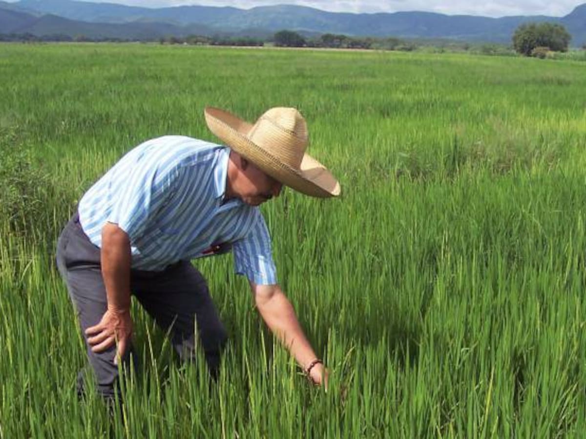 Fenómeno de El Niño tiene en jaque a arroceros de Norte de Santander