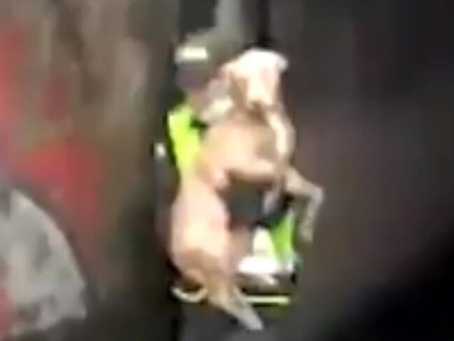 Policía rescató a Tobby, un perrito que cayó en un caño en Bogotá. Foto: Twitter: @PoliciaBogota