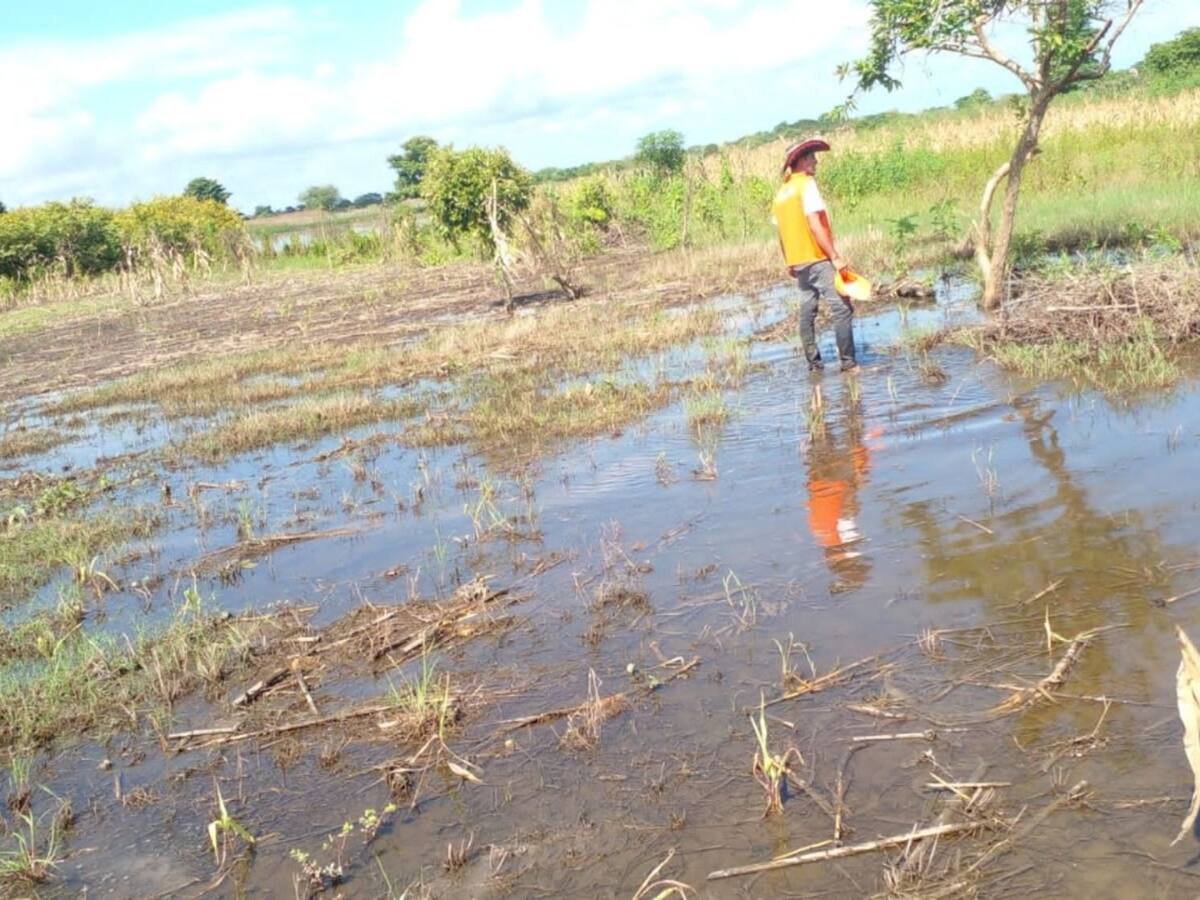 Fuertes lluvias afectan la cosecha y el ganado en Guaimaro, Magdalena