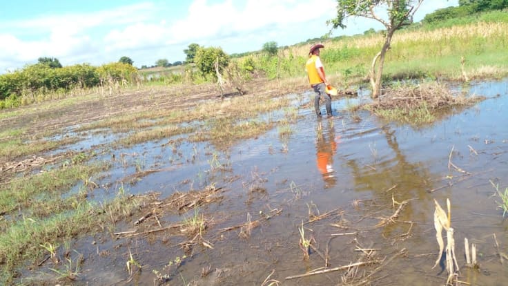 Fuertes lluvias afectan la cosecha y el ganado en Guaimaro, Magdalena