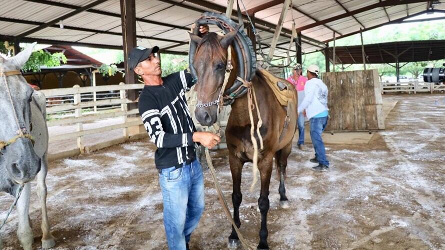 Prohíben la tracción animal en el casco urbano de Montería. Foto: Cortesía