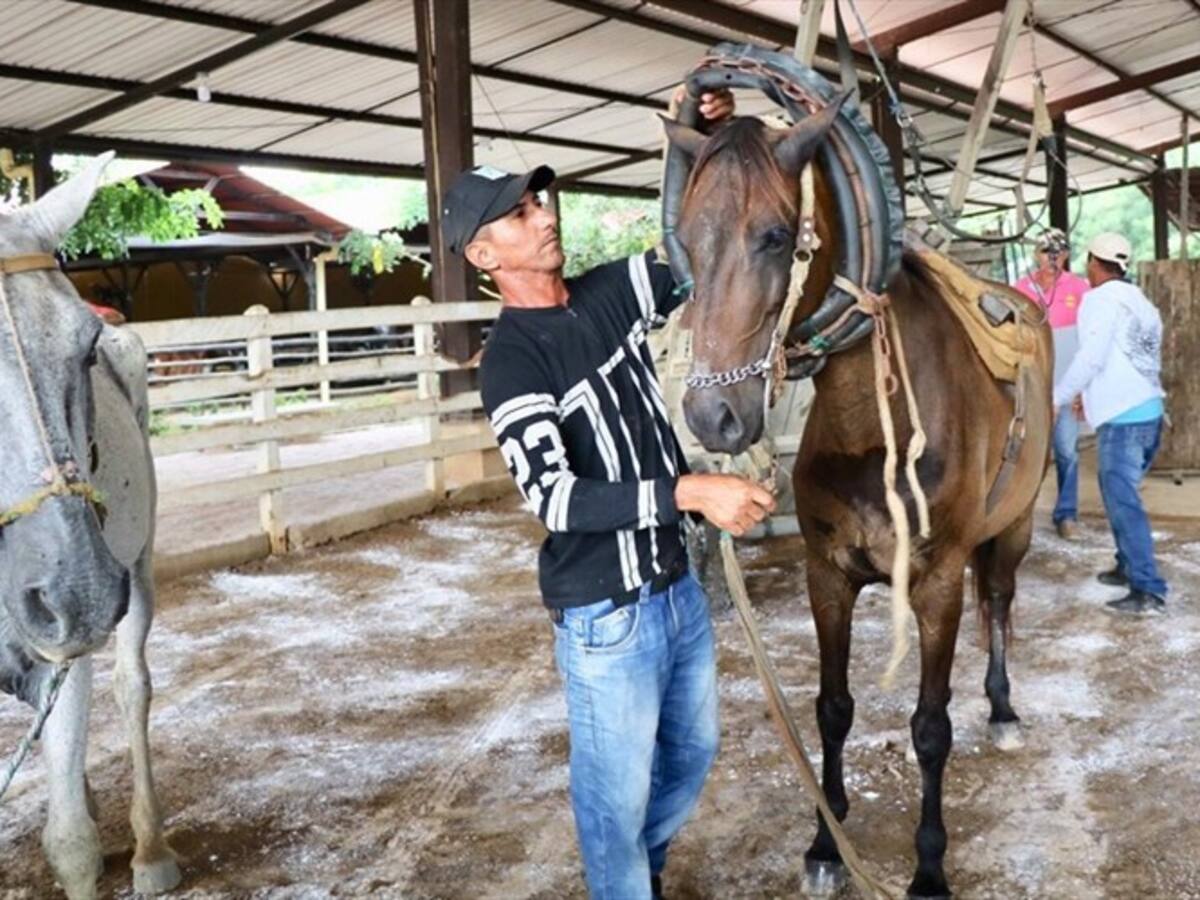 Prohíben la tracción animal en el casco urbano de Montería