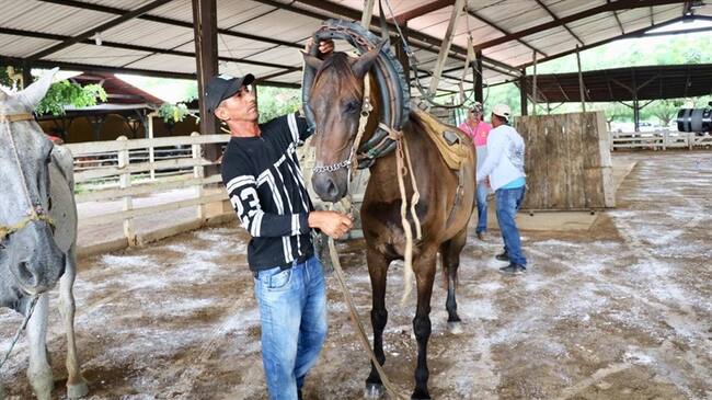Prohíben la tracción animal en el casco urbano de Montería. Foto: Cortesía