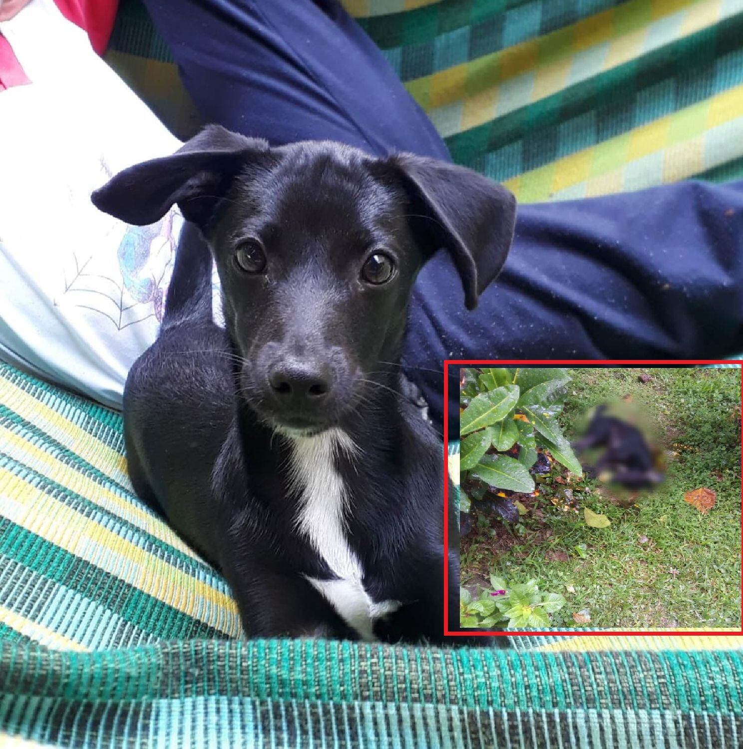 Mike/ Alcaldía Piedecuesta 