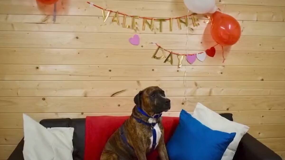 Hicieron fiesta de adopción a un perrito para que encontrara dueño y nadie asistió