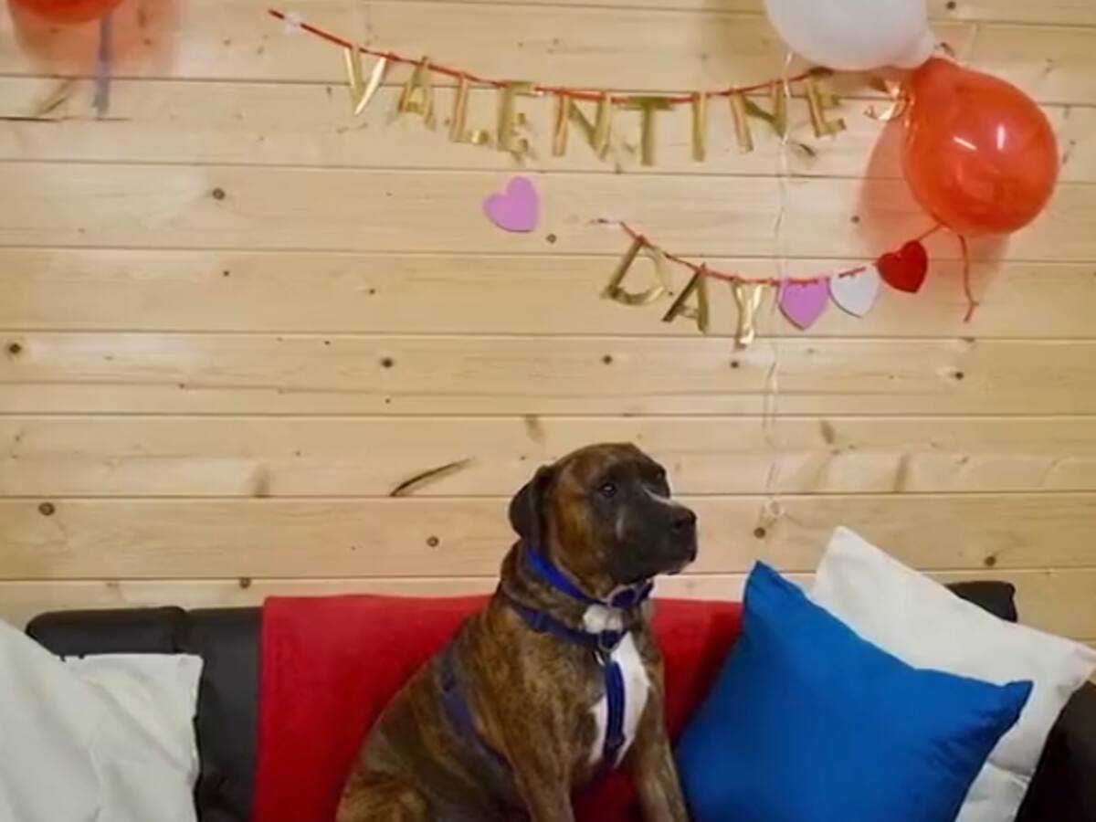 Hicieron fiesta de adopción a un perrito para que encontrara dueño y nadie asistió